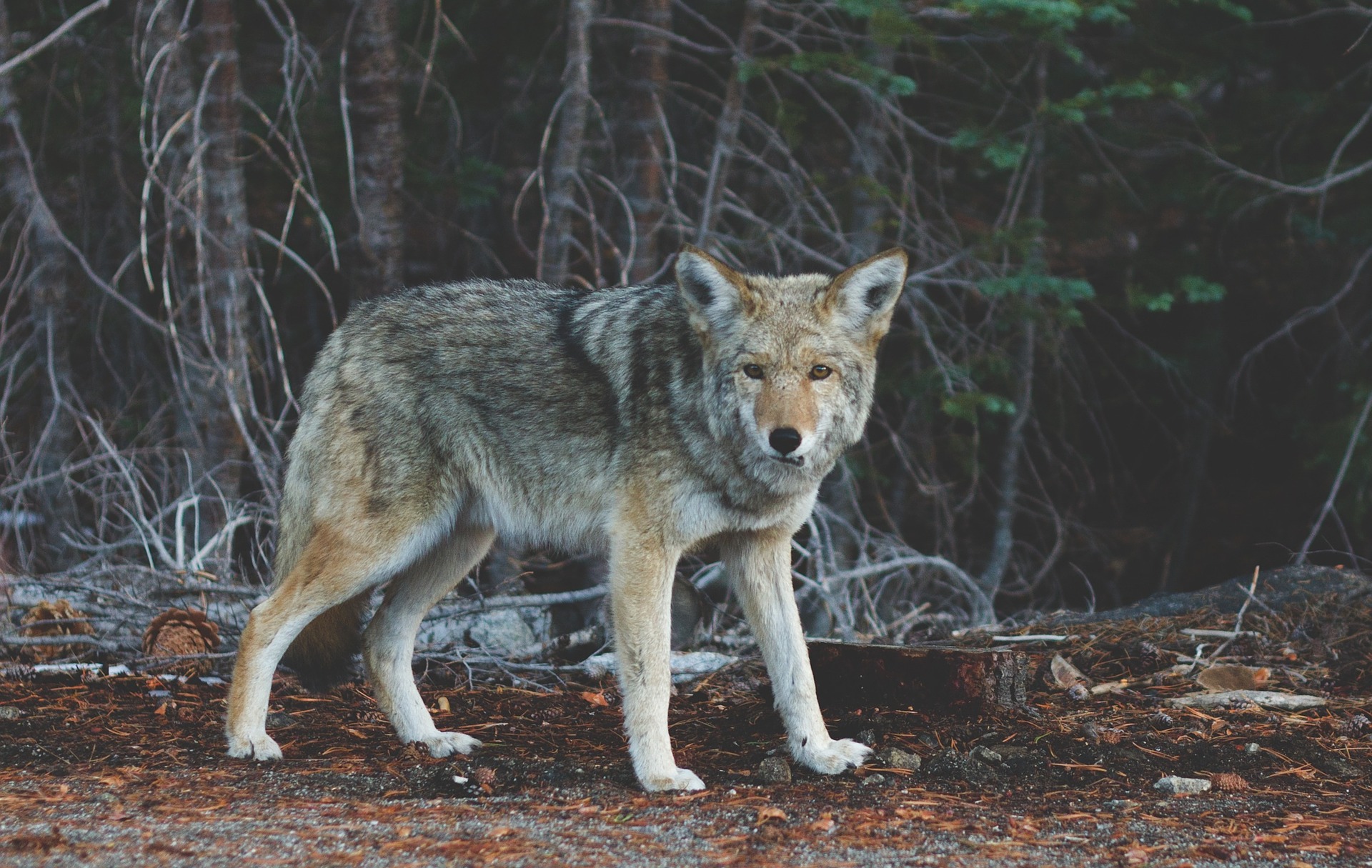 Deux mouflons ont été tués par un loup dans la région de Vionnaz